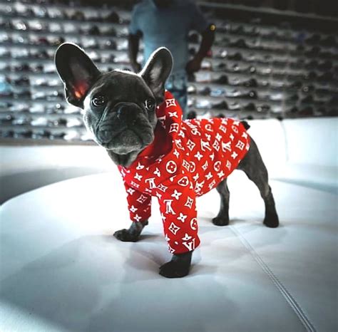 louis vuitton supreme hoodie for dogs